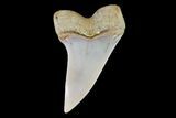 Mako Shark Tooth Fossil - Sharktooth Hill, CA #94729-1